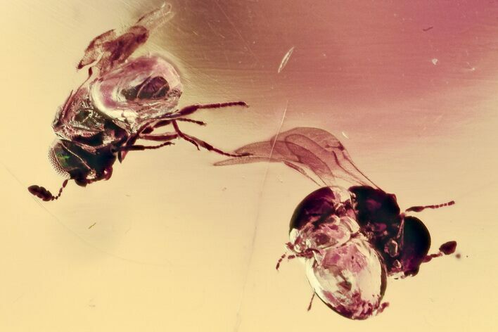 Fossil Parasitoid Wasps (Scelionidae) in Baltic Amber #357720